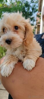 Standard Maltipoo - 2