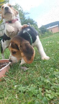 Šteniatka plemena Beagle, Bígl, Bígel - 2