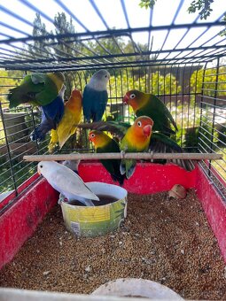 Agapornis fisher chovne pary - 2