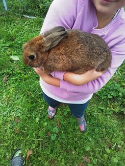 Zakrslé králiky - 2