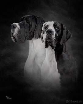 Nemecka doga s PP šteniatka - 2