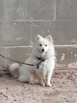 Predám pekného psyka - 2