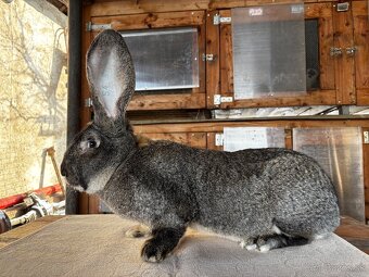 Belgický obor divosfarbený - 2