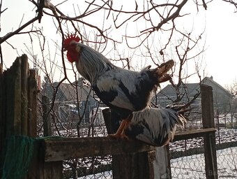 Vlaska strieborna - 2