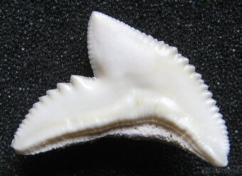 Zub - žralok tygří - 2