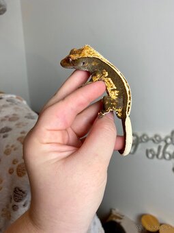 Pagekón riasnaty, gekon HĽADÁ NOVÝ DOMOV - 2