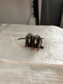 Predám mláďatá osmaka degu🐾 - 2
