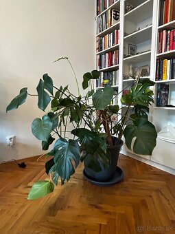 Monstera - 2