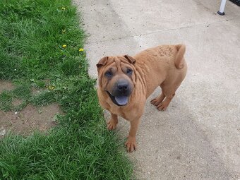 Shar-pei - 2
