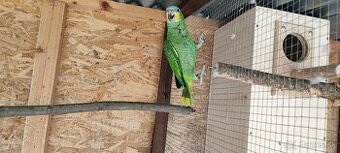 Amazonan Venezuelský - 2