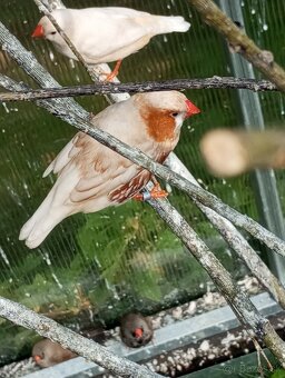 predám zebričky - samca izabely II. - 2