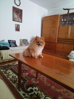 Pomeranian - 2