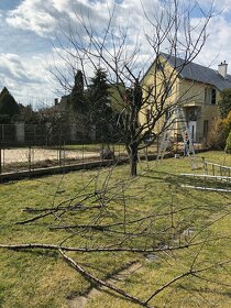 Orez stromov – odborný rez, starostlivosť o trávniky, úprav - 2