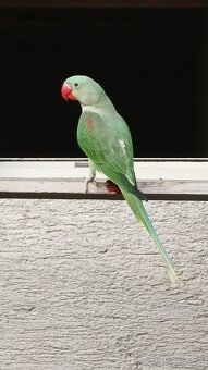 Alexander velky/lutino - 2