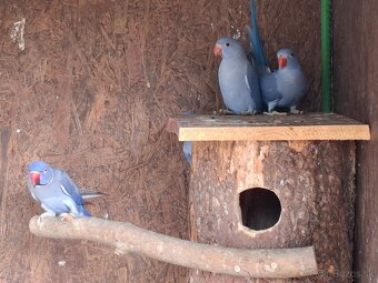 Alexander malý Violet - 2