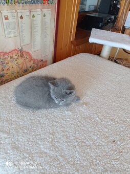 Britské mačiatka - 2