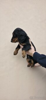 Dlhosrstu Jazvecik - 2