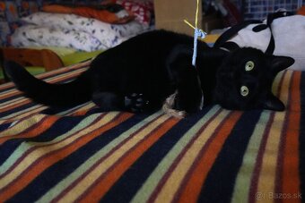 Mladý kocúrik hľadá urgentne domov - 2