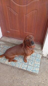 Darujem psika Nera do dobrych ruk - 2