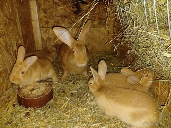 Burgundsky kralik - 2