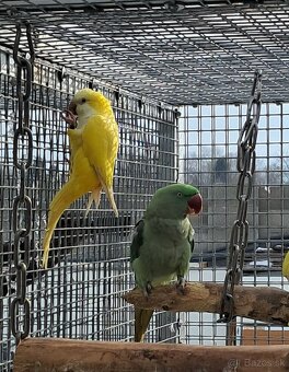 Alexander veľký - 2