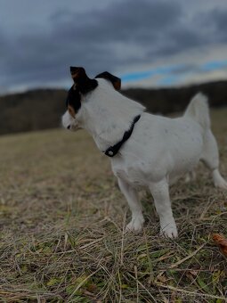 Jack Russel Terier - 2
