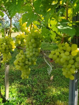 Sadenice vinica - 2