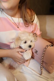 Maltipoo pudlik mini šteniatka - 2