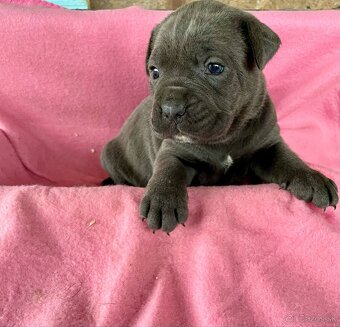 Cane corso šteniatka - 2