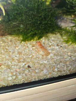 CPO Mini ráčik - Cambarellus patzcuarensis orange - 2
