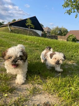 Shi-tzu - 2