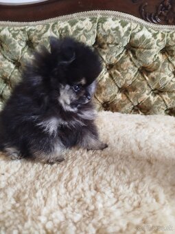 Predám fenku pomeranian s PP.FCI - 2