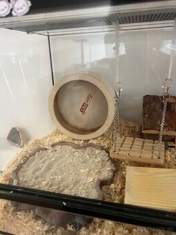 Terarko , terarium so škrečkom, skrecok, agama, gekon - 2