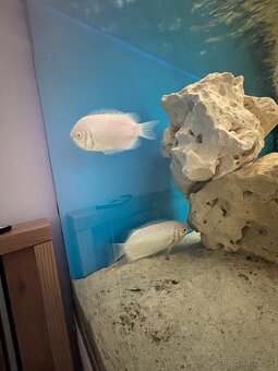 Pusinkujúce guramy – predám - 2