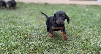 Slovenský kopov s PP - 2