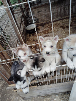 Strniatka Sibirsky Husky. - 2