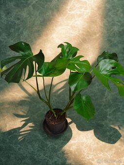 Monstera Deliciosa - 2