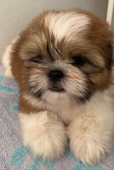 Krásne šteniatka Shih Tzu, FCI - 2