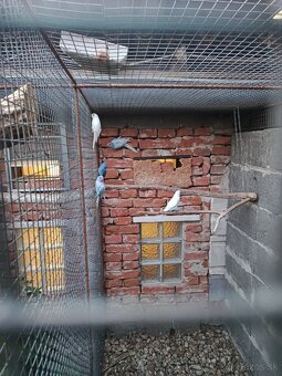 Predám Alexander malý - 2