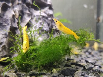 Krevetky yellow neon - 2