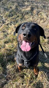 Beauceron Archi - 2