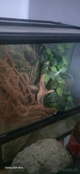 Terarium - 2
