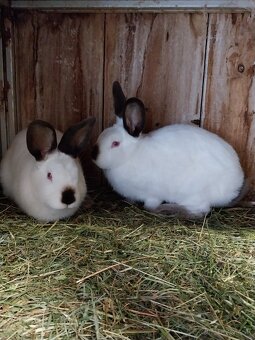 Predám kalifornského králika - 2