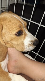 Darujem beagla-bígl juniora - 2