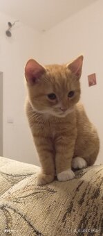 Darujem mačiatko  zadarmo. - 2