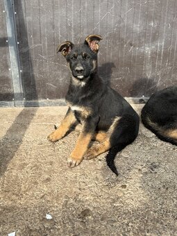 Nemecký ovčiak - 2