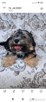 Yorkshire Biewer Terrier - 2