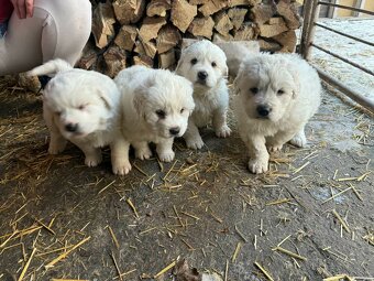 Slovenský čuvač - 2