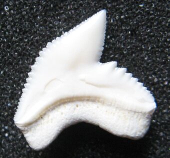 Zub - žralok tygří 2) - 2