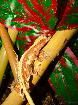 Terárium + Pagekon riasnatý - 2